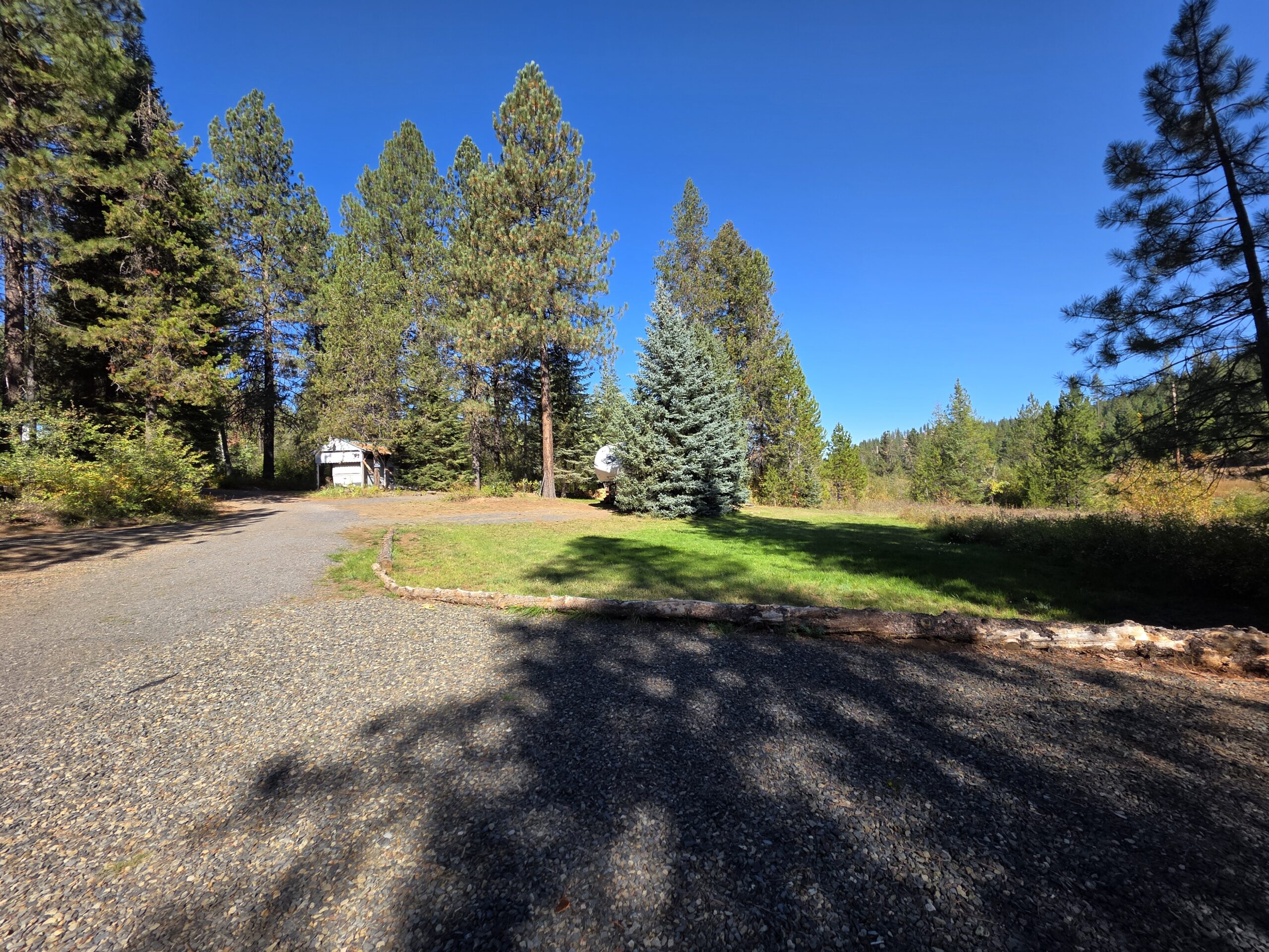 A gravel path curves through a sunny clearing with green grass and a small pine tree, surrounded by tall evergreen trees under a bright blue sky. Shadows from trees fall across the ground.