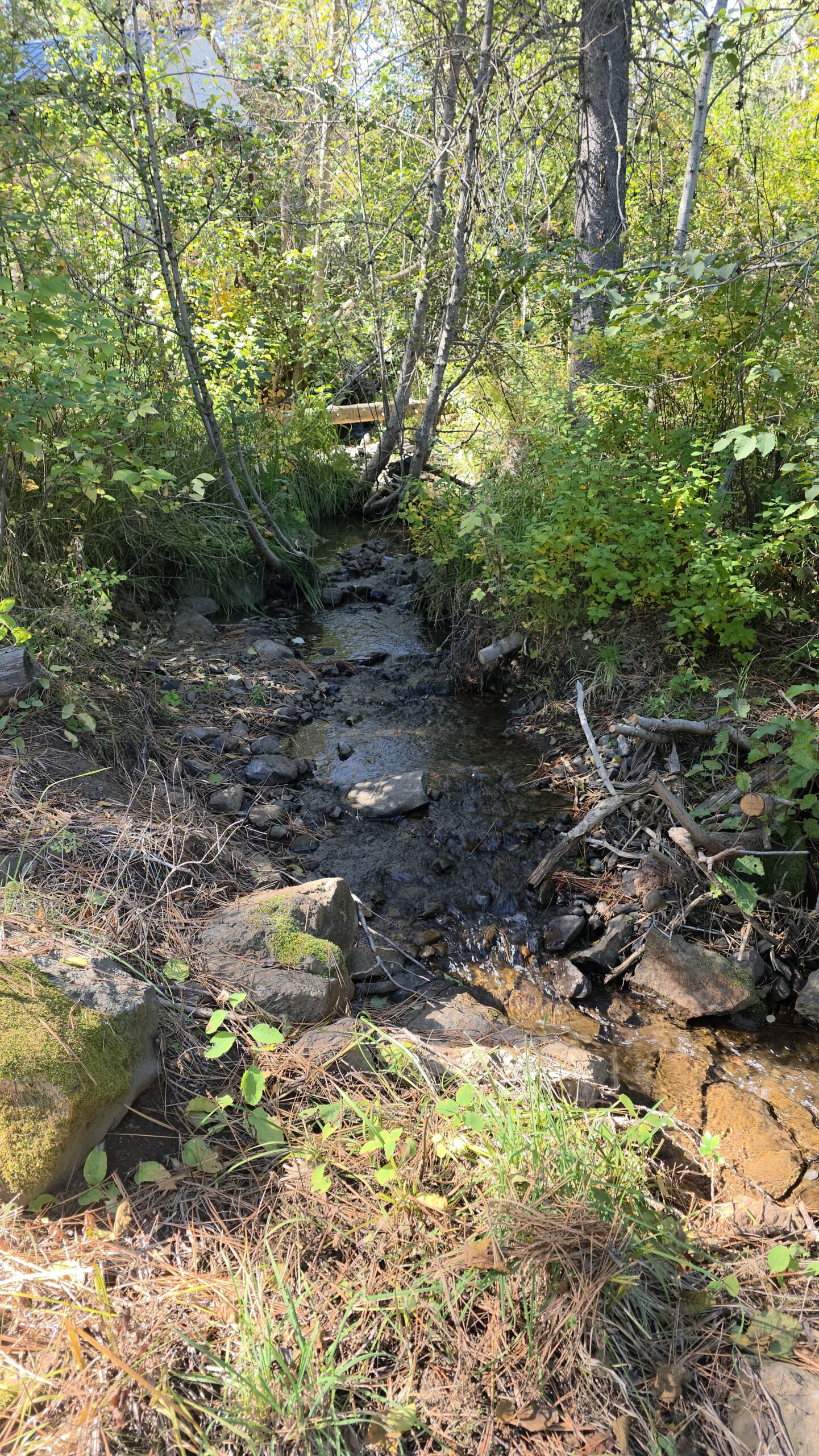 A small, shallow creek flows through a forested area with green foliage, rocks, and dappled sunlight. There is a rustic wooden bench visible in the background among the trees.